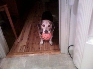 The threatened beagle